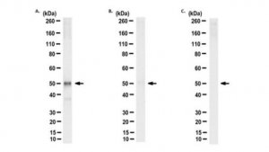 Anti-phospho-PHD2 (Ser 125) Antibody, clone 4 