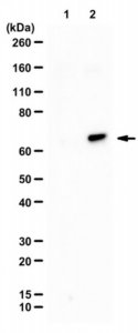 Anti-phospho-SIN1 (Thr86) 