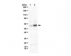 Anti-phospho-Smad1 (Ser463 Antibody, Ser465) 