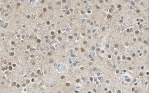 Anti-Pin1 Antibody, clone 5B4.1 
