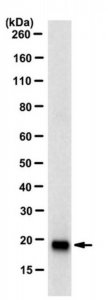 Anti-Pin1 Antibody, clone 5B4.1 