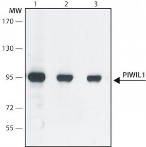 Anti-PIWIL1 antibody produced in rabbit 