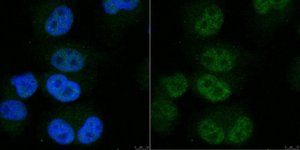 Anti-POLR2A Antibody, clone 1F5 
