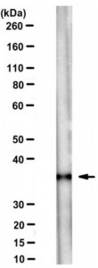 Anti-PP2AC alpha/beta Antibody, clone 11H12 