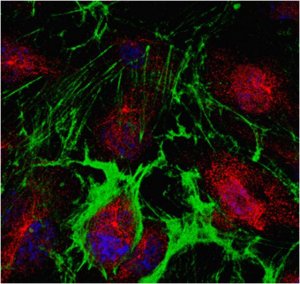 Anti-PPAR-gamma Antibody 