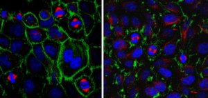 Anti-PPAR-gamma Antibody 