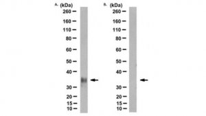 Anti-Prion Protein Antibody, clone POM2 