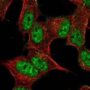 Anti-PRRT4 antibody produced in rabbit 