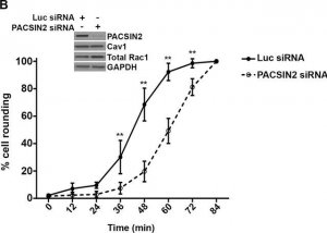 Anti-Rac1 Antibody, clone 23A8 