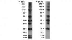Anti-RAINBOW Antibody, HRP conjugated 