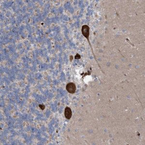 Anti-RBMS3 antibody produced in rabbit 