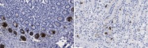 Anti-REG3A Antibody, clone 8B11.1 