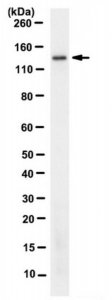 Anti-SALL2 Antibody, clone 2B9.1 
