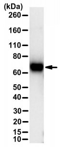 Anti-SARS-CoV-2 spike protein S2 domain 