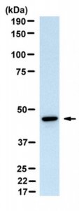 Anti-Serpin B13 Antibody, clone B29 