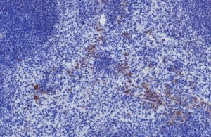 Anti-Siglec-H Antibody, clone 551 