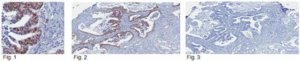 Anti-SIRT1 Antibody, clone 10E4 