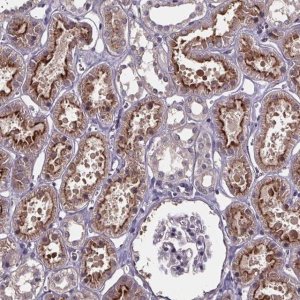 Anti-SMIM1 antibody produced in rabbit 