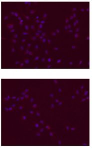 Anti-SOX-2 Antibody 