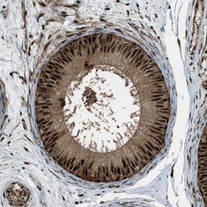 Anti-TARDBP antibody produced in rabbit 