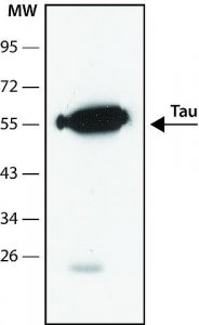 Anti-Tau antibody, Mouse monoclonal 