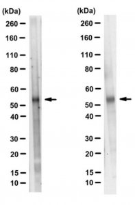 Anti-TAZ Antibody, clone 11 