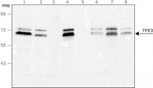 Anti-TFE3 antibody, Mouse monoclonal 