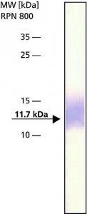 Anti-Thioredoxin antibody produced in rabbit 