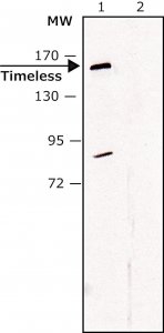 Anti-Timeless (C-terminal) antibody produced in rabbit 