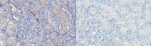 Anti-TIMP-4 Antibody, clone 9:4-7 