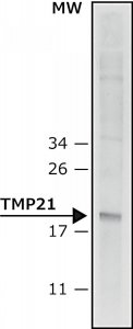 Anti-TMP21 (N-terminal) antibody produced in rabbit 