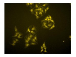 Anti-TRF1 Antibody, clone BED5 57-6 