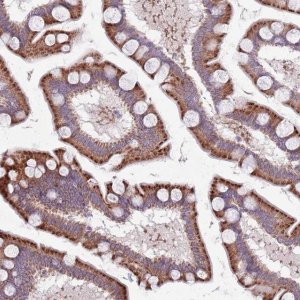 Anti-TYW1 antibody produced in rabbit 