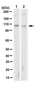 Anti-UBE3A Antibody, clone 10H7.1 