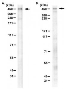 Anti-Utrophin Antibody, clone MANCHO3 (8A4) 