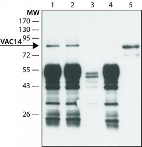 Anti-VAC14 antibody produced in rabbit 