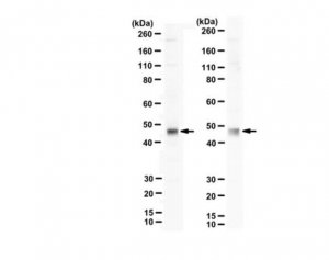 Anti-Vaccinia related kinase-1 Antibody, N-Terminus 