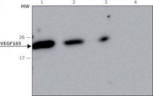 Anti-VEGF165 antibody, Mouse monoclonal 