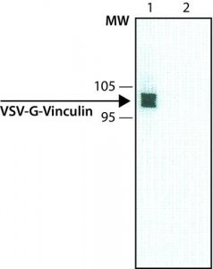 Anti-VSV Glycoprotein antibody, Mouse monoclonal 