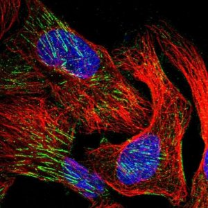 Anti-WDR47 antibody produced in rabbit 