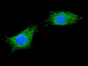 Anti-XTP3-B antibody produced in rabbit 