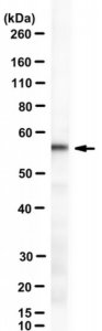Anti-ZDHHC13 Antibody, clone 26D1 