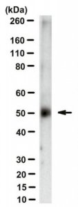 Anti-Zika virus Antibody, clone ZV-2 