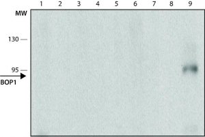 Monoclonal Anti-BOP1 antibody produced in rat 
