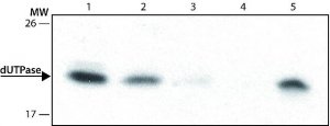 Monoclonal Anti-dUTPase antibody produced in rat 