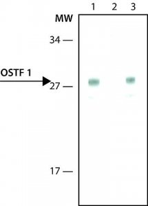 Monoclonal Anti-OSTF1 antibody produced in mouse 