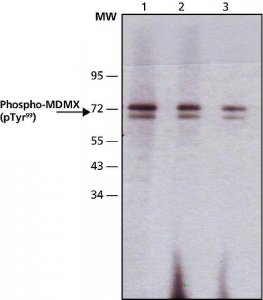 Monoclonal Anti-phospho-MDMX (pTyr99) antibody produced in mouse 