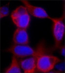 Monoclonal Anti-polyHistidine antibody produced in mouse 