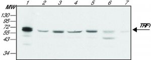 Monoclonal Anti-TRF1 antibody produced in mouse 