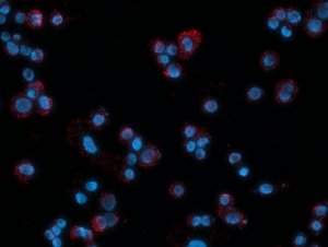 Duolink� In Situ Detection Reagents Red 